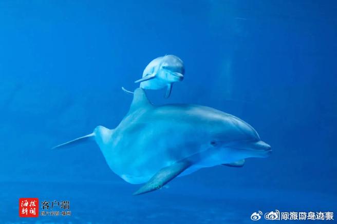 2023年的小海豚