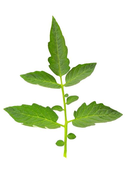 番茄叶子的形状是什么形状