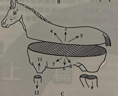 矢状是什么形状