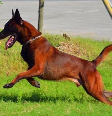正宗马犬