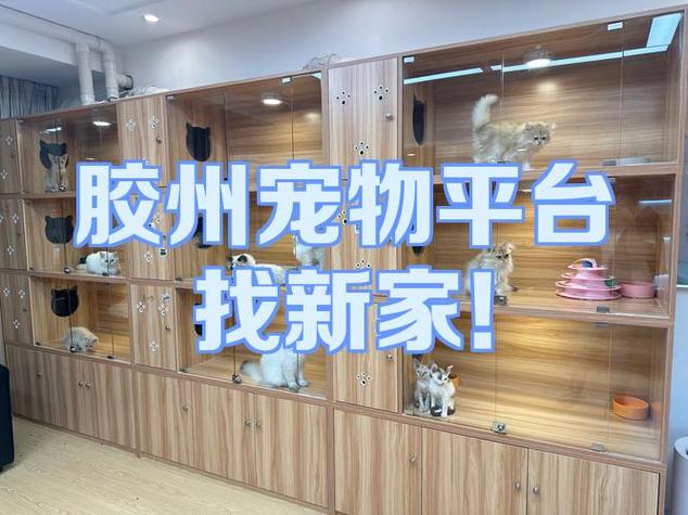 宠物在哪个平台可以买
