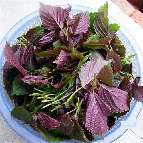 紫苏是哪里的特产