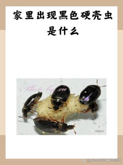 少年虫是什么