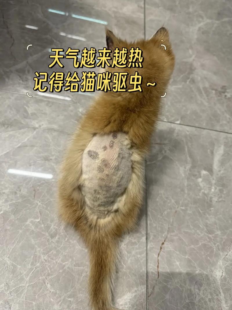 小猫挠痒痒一定有虫吗