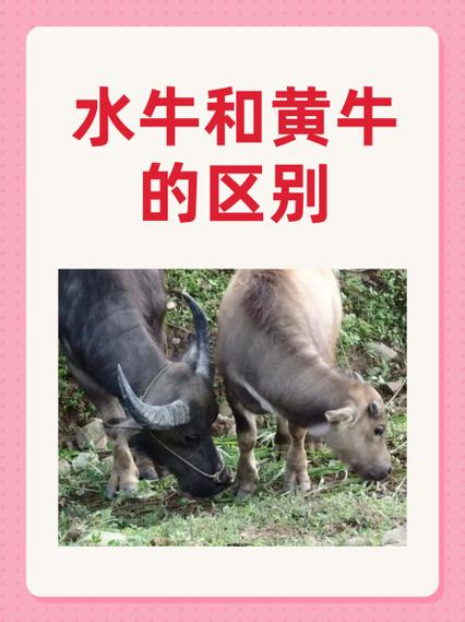 黄牛的由来