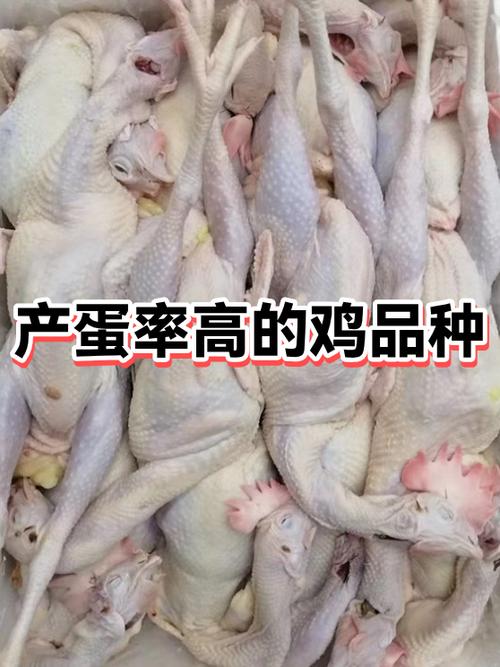 什么蛋鸡产蛋率最高