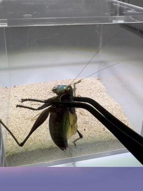 蝈蝈大战避日蛛