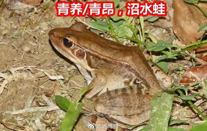 广东常见蛙类