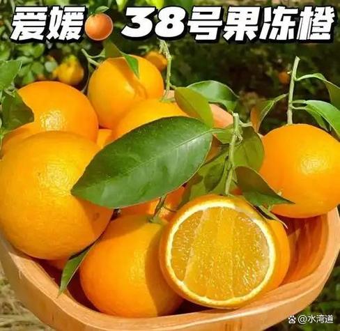 果冻橙几月份成熟上市