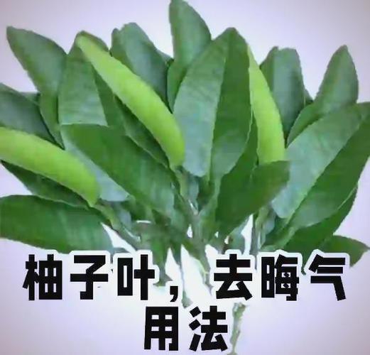 柚子叶放哪里辟邪