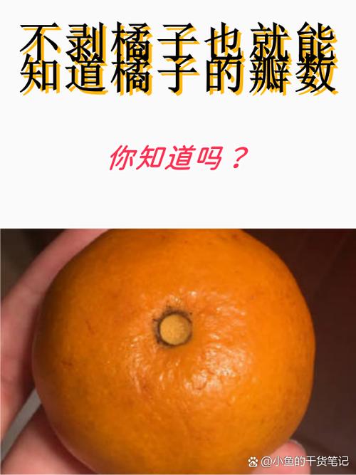 橘子为何不敢碰人