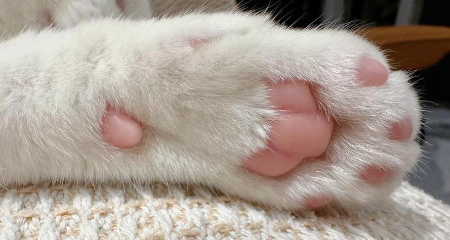 猫爪视频下载