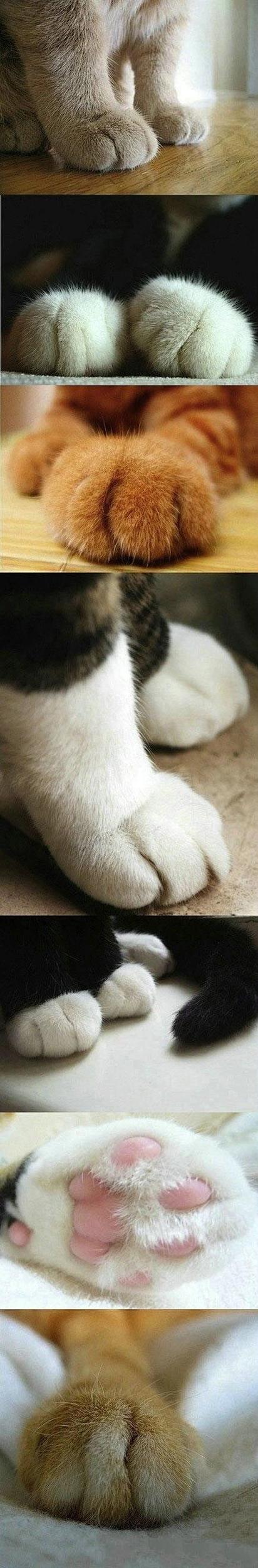 猫爪视频下载截图3