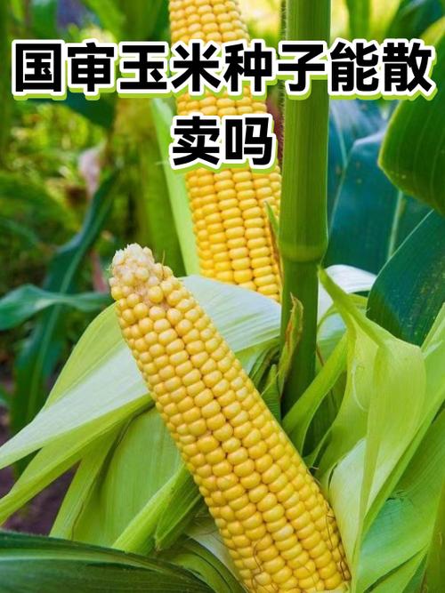 玉米种子可以随便卖吗