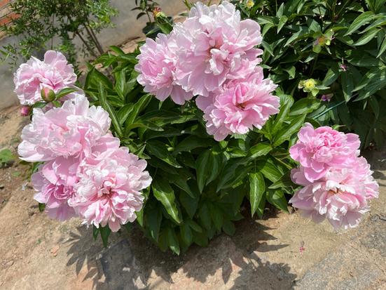 芍药花长什么样子