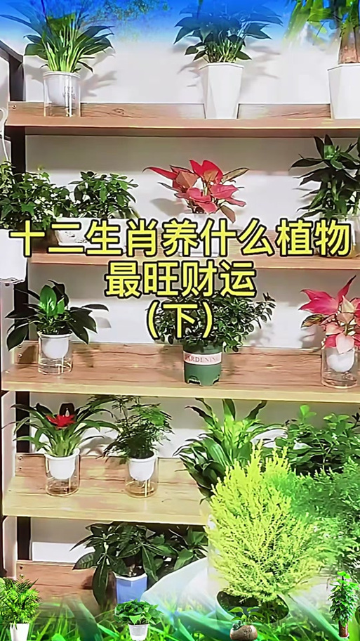 属猪的养什么花旺财运