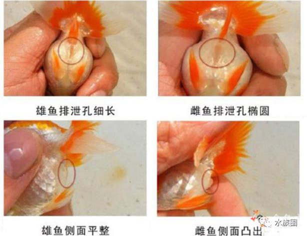 金鱼繁殖视频教程