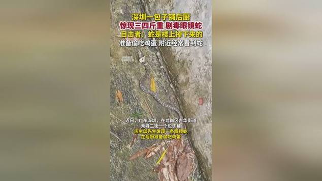 眼镜王蛇偷吃鸡蛋被抓