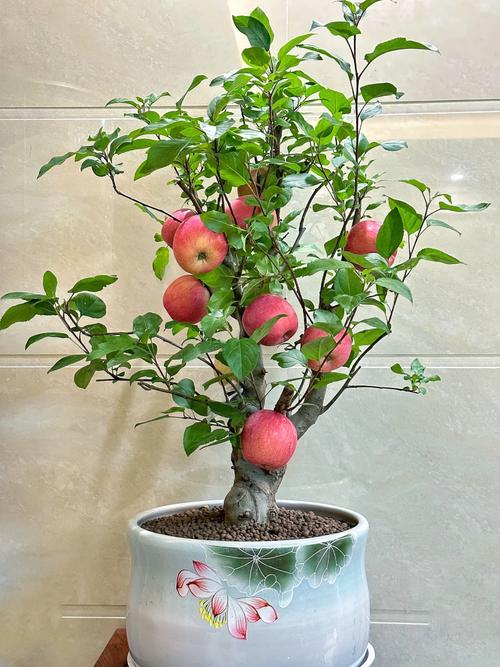 苹果盆栽