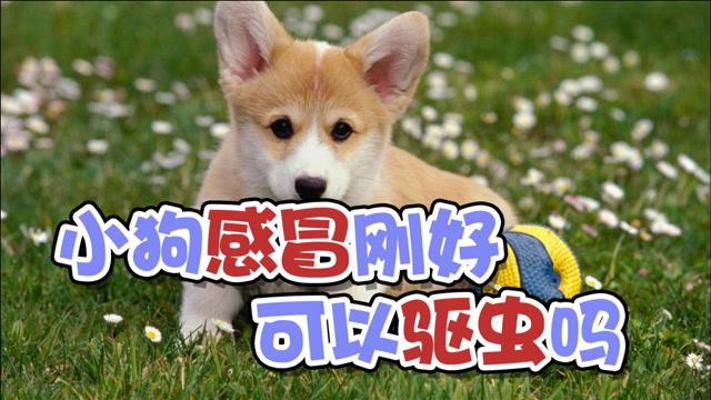 狗感冒可以驱虫吗