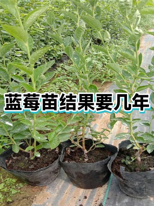 蓝莓树苗多少钱一棵三年苗