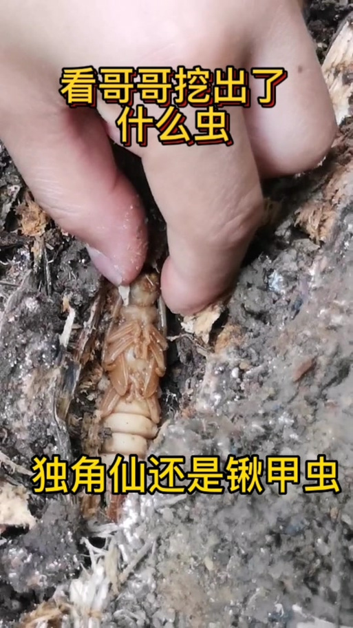 独角仙vs避日蛛