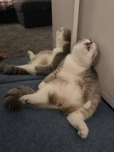 累死了表情包