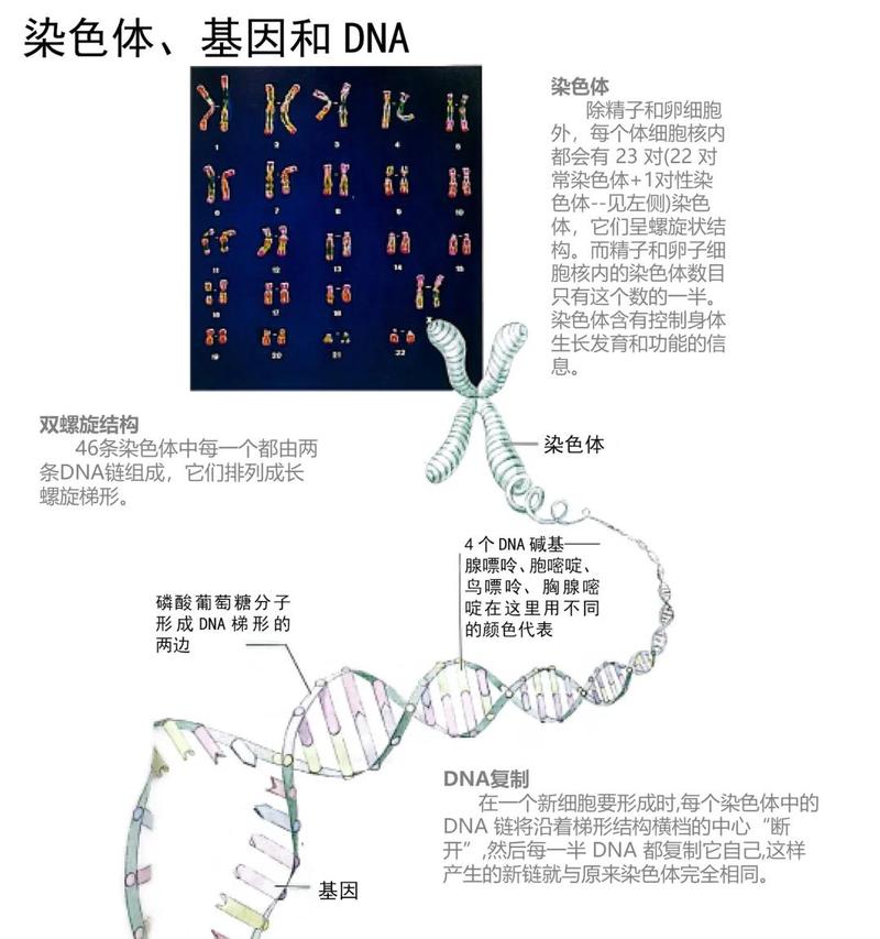 DNA基因染色体的关系