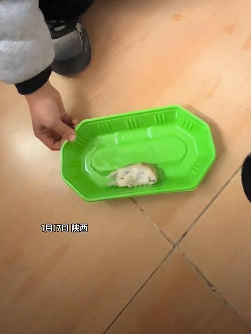仓鼠能吹暖风吗