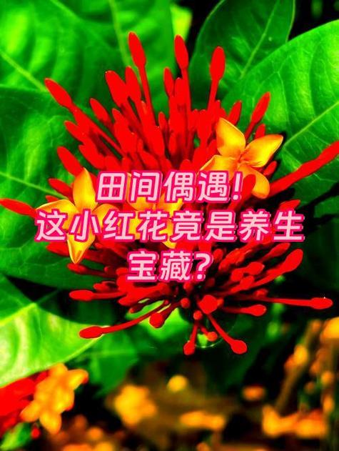天地红花宝藏