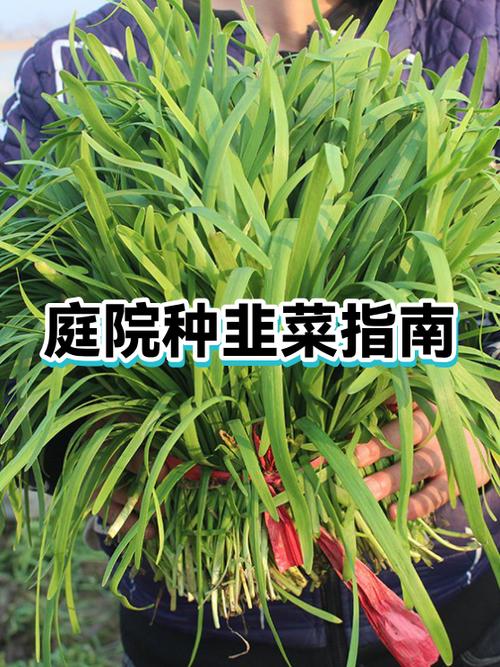 韭菜的正确种法