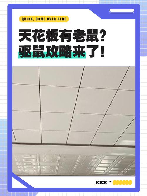 梦见天花板掉下来很多小老鼠