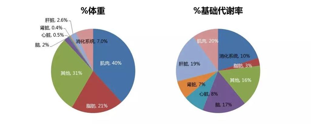 睡觉8小时消耗多少热量
