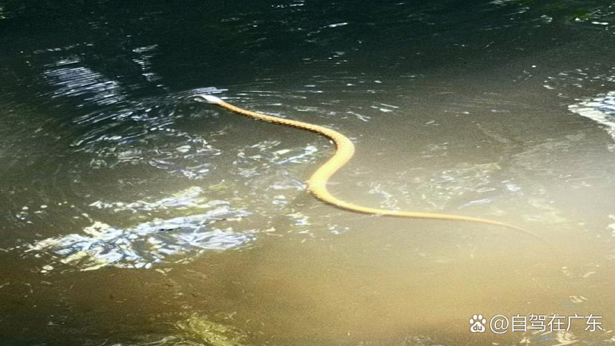 深圳多地“蛇出没”