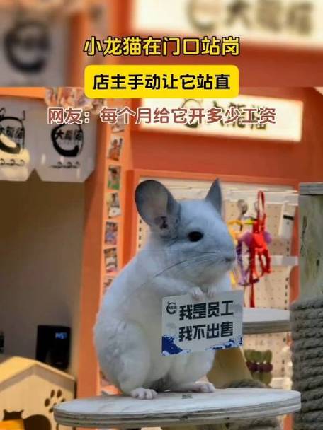 龙猫多少钱一只市场价格