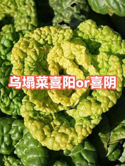 苜蓿喜阴还是喜阳