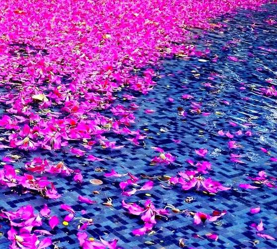 落花图片大全