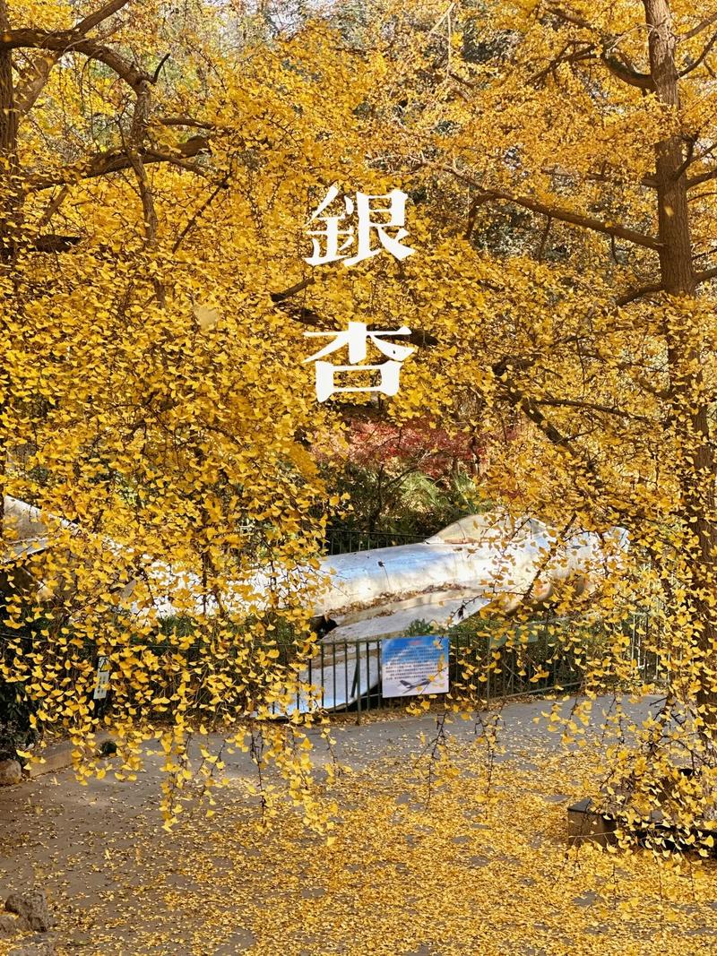 银杏分期吧