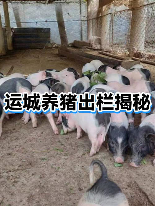 2023养猪还行吗还能赚到钱吗