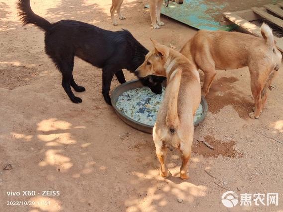 土狗出售