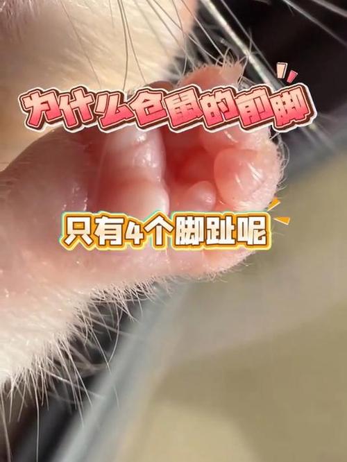 老鼠前脚后脚脚趾数截图2