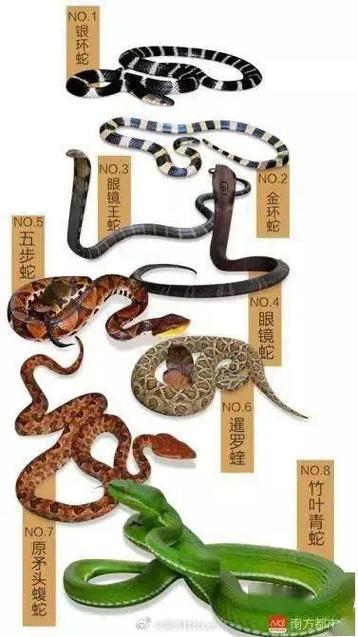 毒蛇有几种