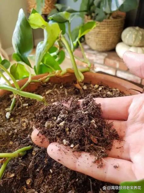 怎么消除花盆里的小飞虫