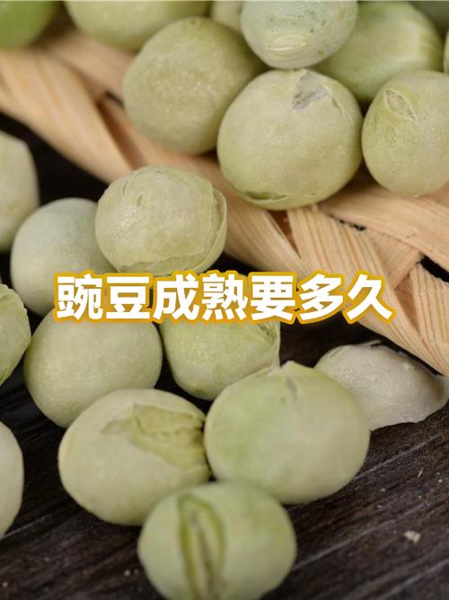 豌豆成熟季节是几月
