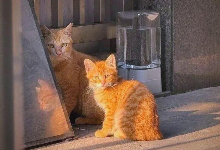 野生猫咪怎么驯服