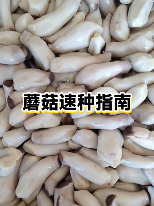 哪里可以学种蘑菇