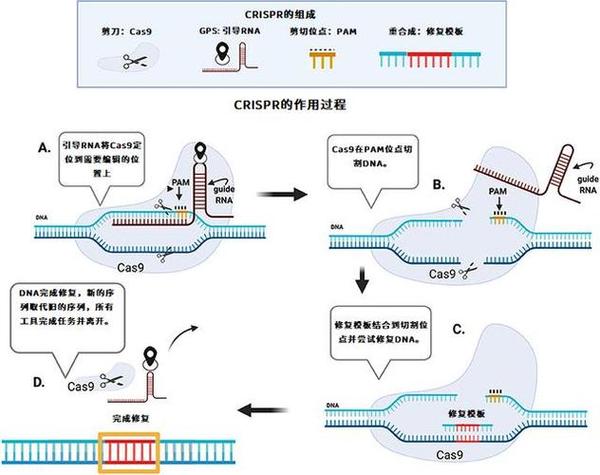 cas9基因敲除原理图解