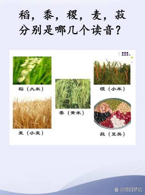 麦种的拼音怎么读