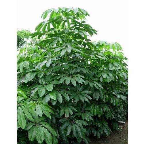 摇钱树的照片截图2