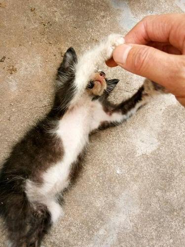 捡回来的小奶猫又扔了